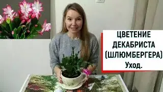 ЦВЕТЕНИЕ ДЕКАБРИСТА  (ШЛЮМБЕРГЕРА). Уход.