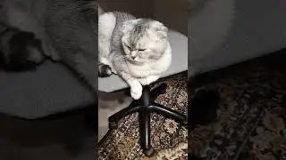 как спит Шелли.