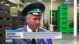Кабардино-Балкария поставила в магазины всей страны свыше ста тысяч тонн яблок