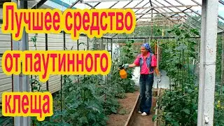 Паутинный клещ в теплице: как бороться?