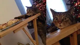 22 Times Asshole Cats Were Publicly Shamed For Their Hilarious Crimes