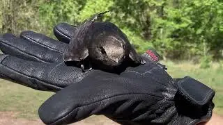 Falciot negre