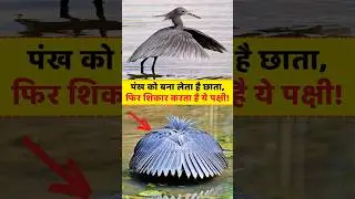 Interesting Facts About Black Heron Bird 