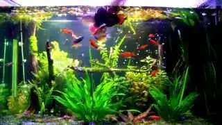 Feeding My 100 Gallon Tropical Planted Freshwater Fish Tank