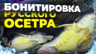 Бонитировка русского осетра