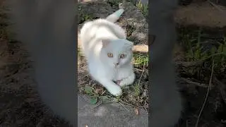 Красная смородина. Группа Ленинград.
