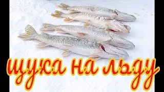 Pike on live bait. Pike on the zherlitsy from the ice in February 2022