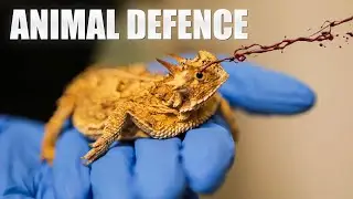 How Do Animals Defend Themselves Against Threat
