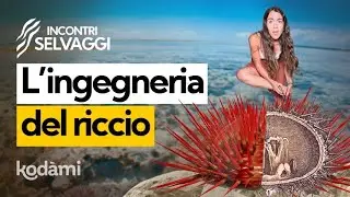 Il riccio di mare è velenoso? Ti spiego come è fatto e che succede se ti punge