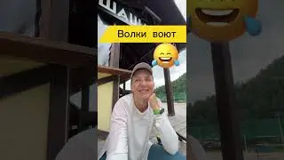 Волки на Роза-хутор.  #волки #розахутор #краснаяполяна #kemrock_family #kemrock #kemrockfamily
