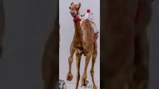 ودائع #الهجن