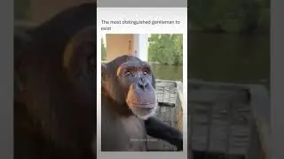 Monke￼