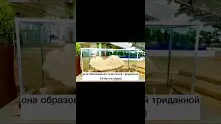 Самая большая жемчужина #жемчужина #shorts #жемчуг #tiktok #история #факты