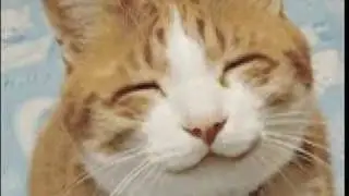 Cat Zeppelin - immigrant song