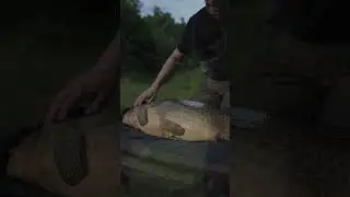 CARP FISHING: RESPECT DU POISSON