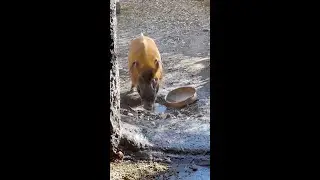 Meet Steve the Red River Hog!