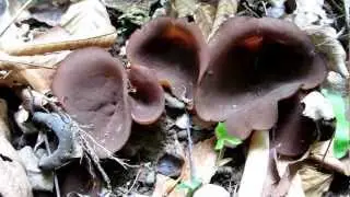Brown cup fungus releasing spores