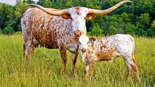 Texas Longhorn Cattle | American Southwest Icons