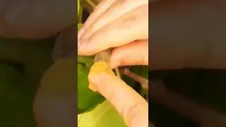 ORO en Polvo para tus PLANTAS!! 😱