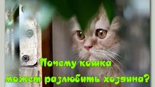 Почему кошка может разлюбить хозяина  Why a cat can stop loving its owner