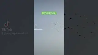 ГОЛУБИ ДРУЗЕЙ.