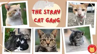 The Stray Cat Gang