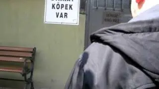 azgın köpek.AVI