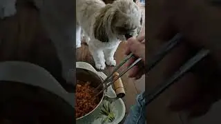 #먹방강쥐