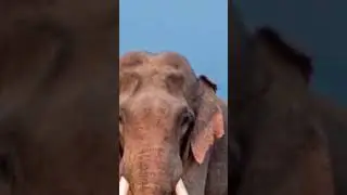 सपने में हाथी देखने का मतलब ! 