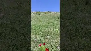 дикие маки, с.Дружное, Крым.