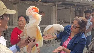 Best Exotic Bird Species As A Friend For Human.