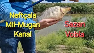 Рыбалка на канале в июне. Сазан, вобла