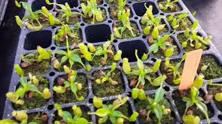 New Exclusive Nepenthes Hybrids