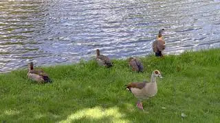 Birds in the Park