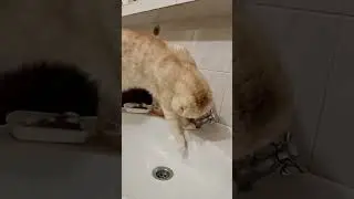 Кот на раковине