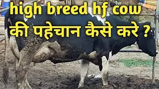 High breed hf cow की पहेचान कैसे करे  । how to identify high breed hf cow.