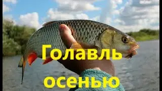 КАК ЛОВИТЬ ГОЛАВЛЯ ОСЕНЬЮ? ГОЛАВЛЬ на СПИННИНГ и на ДОНКУ ОСЕНЬЮ. МЕСТА и НАЖИВКИ для ЛОВЛИ ГОЛАВЛЯ