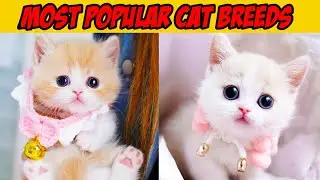 Top 10 Amazing Cat Breeds In The World|| MOST POPULAR CAT SPECIES FOR KIDS TO LEARN