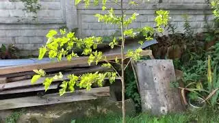 Понедельник.
