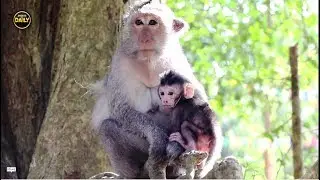 Mum with cute newborn baby monkey Angkor daily​​​ 1640