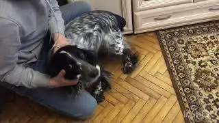 В гостях у спаниеля