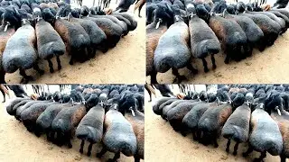 Кокон куй бозори нархлари