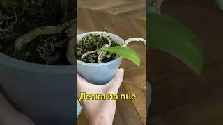 #Orchideen #Verpflanzung #Orchideenverpflanzung #детка #орхидеи  #данапротасова