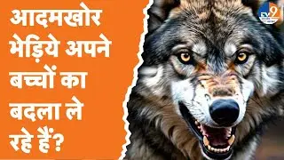 आदमखोर भेड़िये क्या अपने बच्चों की मौत का बदला इंसानों से ले रहे हैं?  कितनी हत्याएं करेंगे भेड़िये?