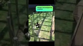 Панда наслаждается играми. #shorts