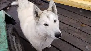 ЧАКА НА ВЫСТАВКУ!!!