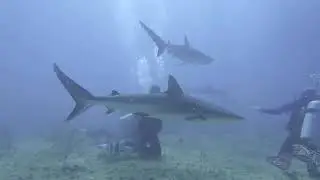 Bimini Diving with USA Dive Club