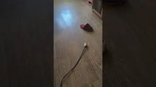 шиза