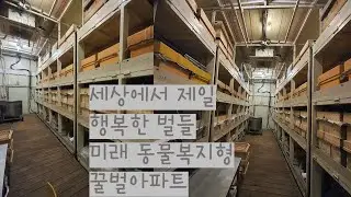 세상에서 제일 행복한 벌들 미래 동물복지형 꿀벌아파트