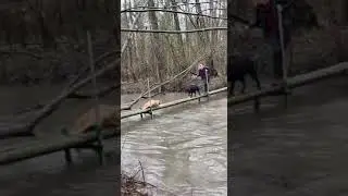 В мире наглых животных 😂😂😂